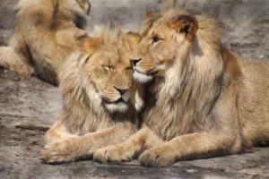 lions bonding